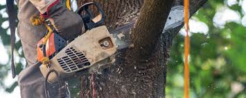 Tree and Shrub Care in Amelia Court House, VA