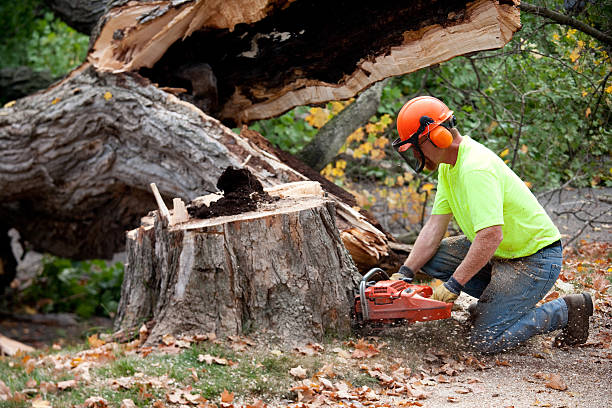 How Our Tree Care Process Works  in  Amelia Court House, VA